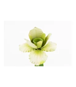 Portavelas Iris 12x11.5x29cm Love&home-Salvador Bachiller Hot